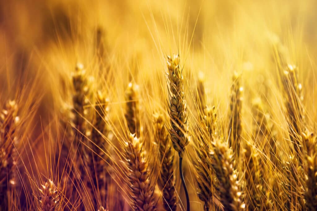 Beautiful golden wheat ears in field