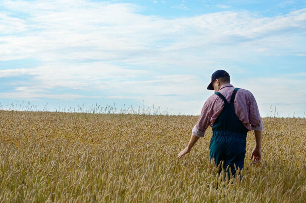 Farmer inspecting wheat field summer sunny day