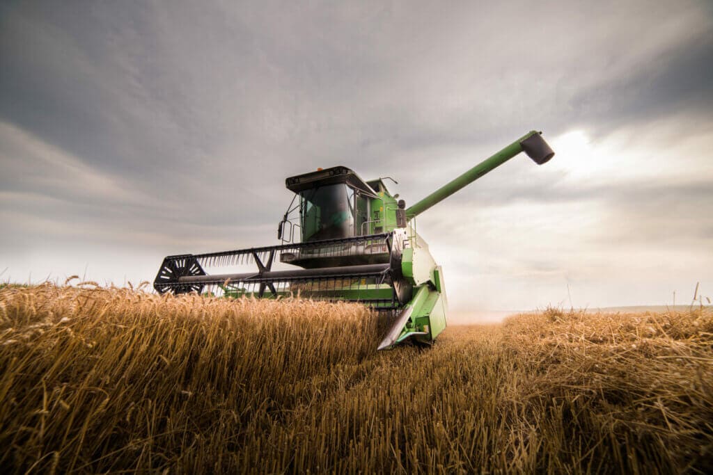 Harvesting of wheat field with combine in early summer