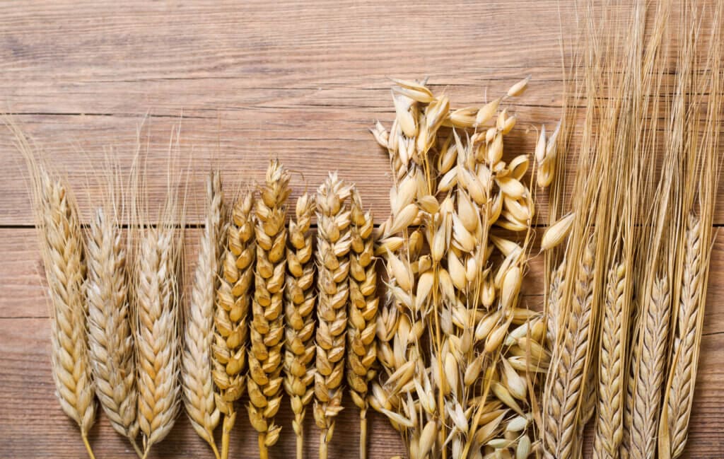 ears of wheat